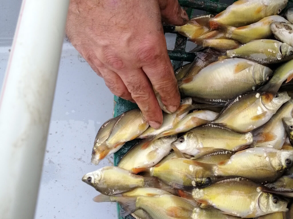 Spiegelkarpfen 1-jährig