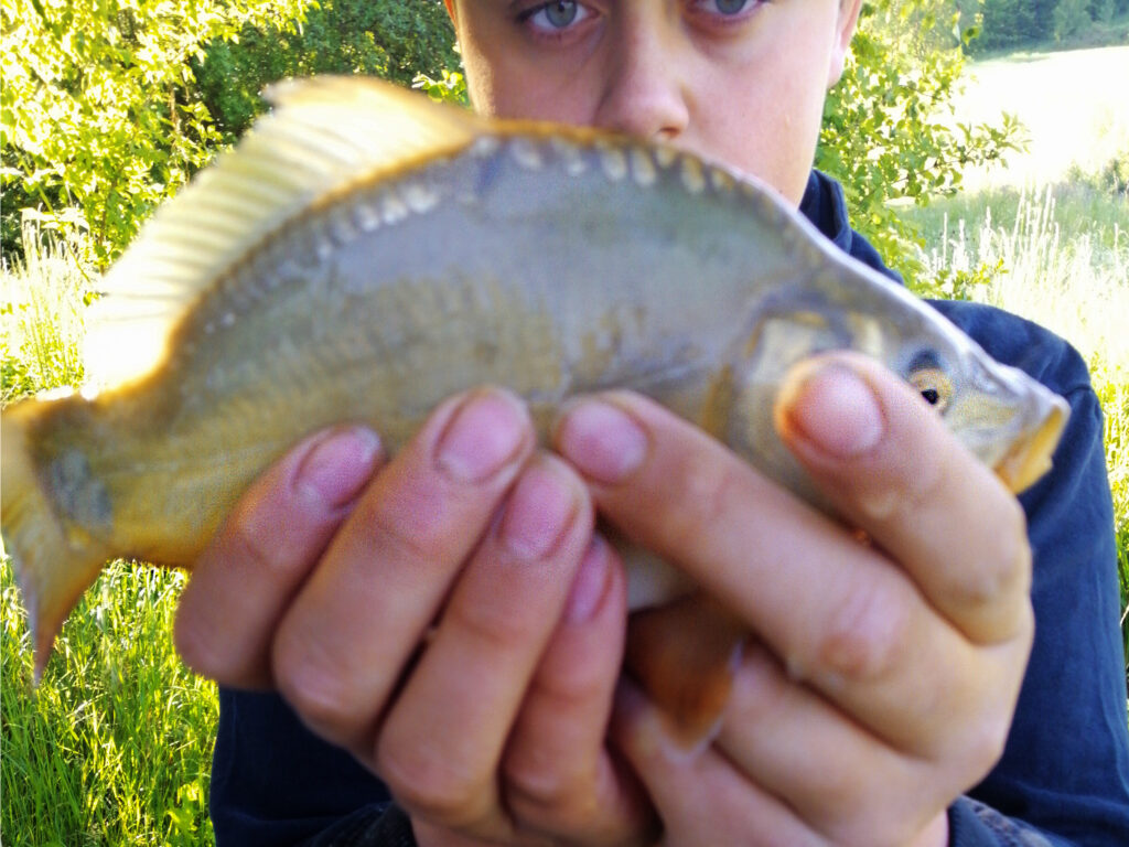 Spiegelkarpfen 1-jährig