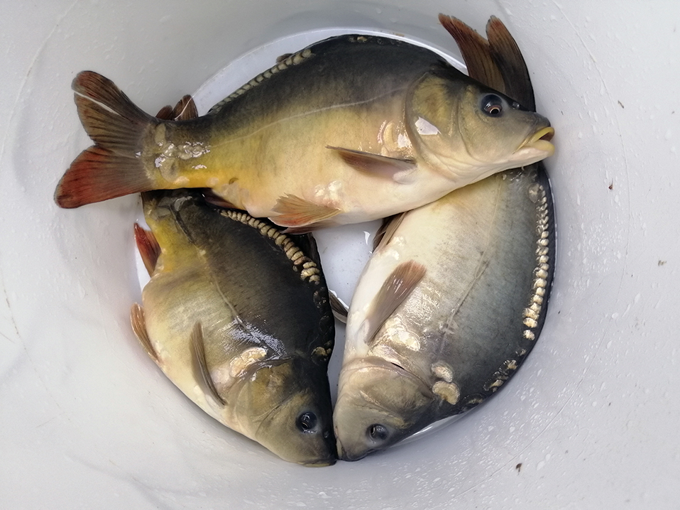 Spiegelkarpfen 2-jährig