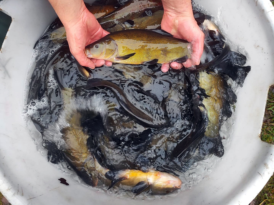 Schleien 3–5-Jährig (S3-S5)