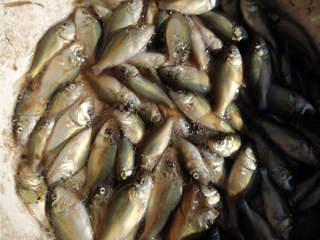 Spiegelkarpfen Vorstreckbrut