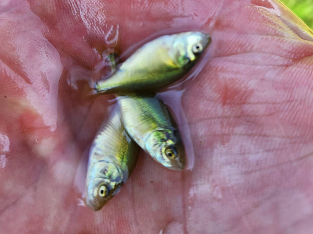 Spiegelkarpfen Vorstreckbrut